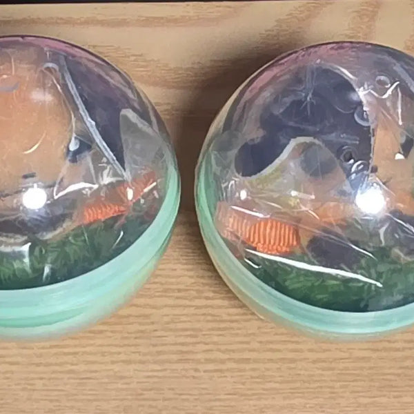 [BUNJANG] Pokemon 30th Anniversary Ditto's Playtime Hairpin Gacha - Raichu / 포켓몬 30주년 메타몽놀이터 헤어핀 가챠 라이츄