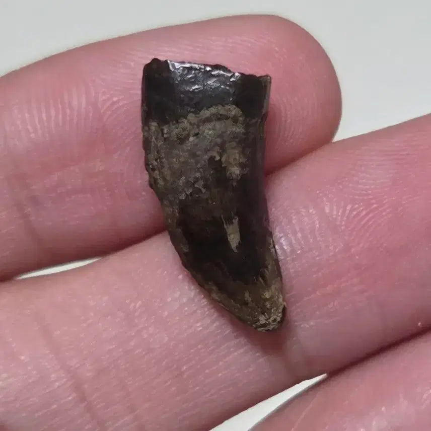 [BUNJANG] Genuine Tyrannosaurus Rex Tooth Fossil / 티라노사우루스 이빨 화석 싸게 판매합니다!