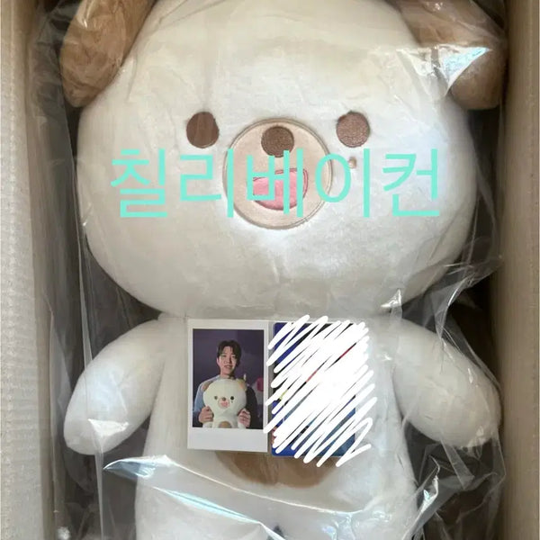 [BUNJANG] DAY6 Giant Petit Merls Don Photocard / 데이식스 자이언트 쁘띠멀즈 돈