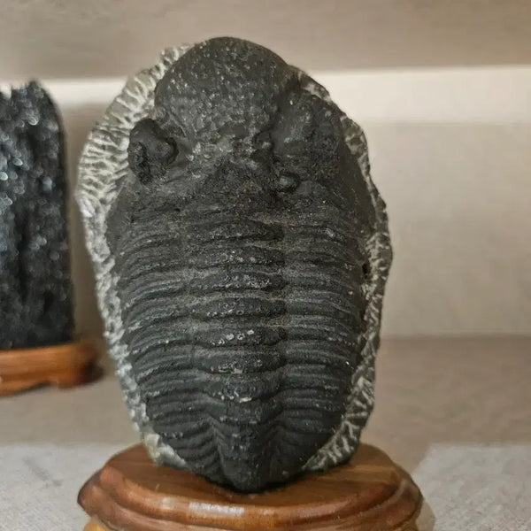 [BUNJANG] Trilobite Fossil with Wooden Stand / 삼엽충 화석
