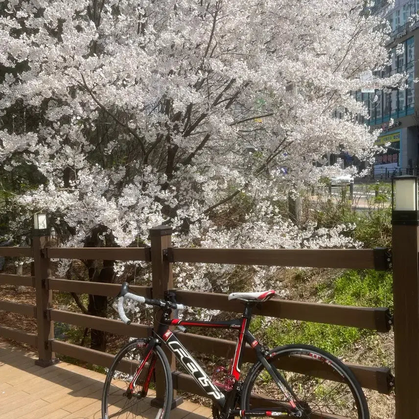 [BUNJANG] Felt Road TT Bike MTB / 펠트 로드 s22 tt기반 자전거 mtb 대차만 합니다