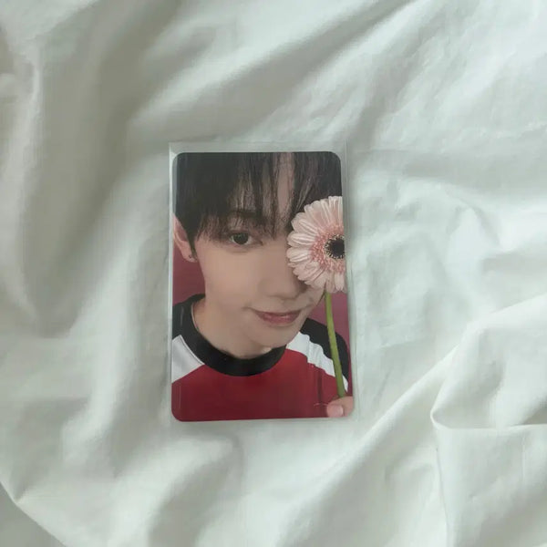 [BUNJANG] Panzeri Photocard / 판저이 포카 양도