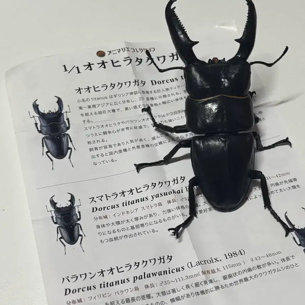 [BUNJANG] Giant Stag Beetle Figure Gacha / 일본가챠 생물가챠 왕넓적사슴벌레 피규어 가챠