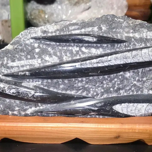 [BUNJANG] Orthoceras Fossil / 오소세라스(앵무조개)화석