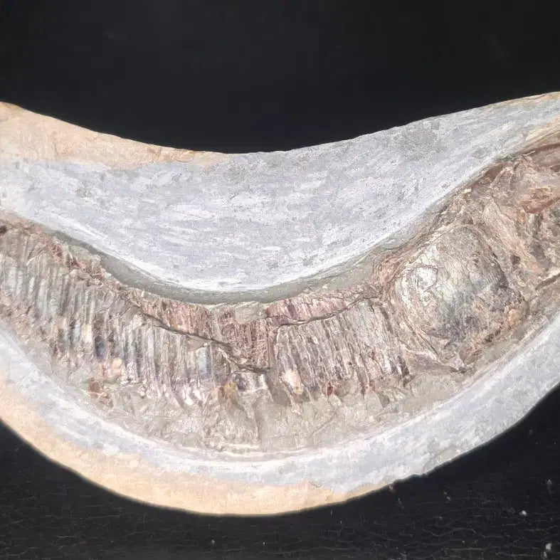 [BUNJANG] Bony Fish Fossil / 경골어류화석