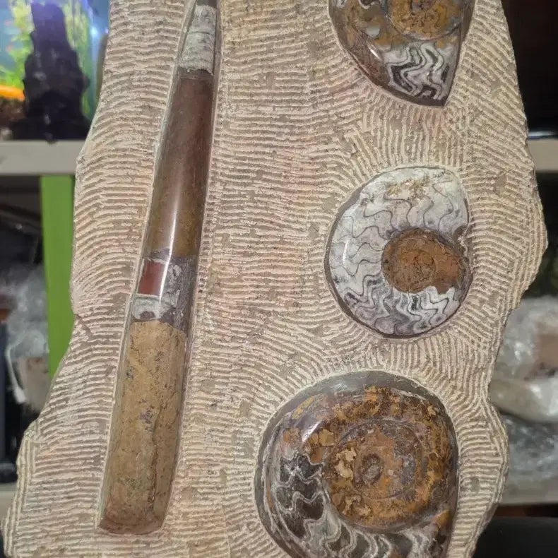 [BUNJANG] Orthoceras and Ammonite Fossil Collector's Item / 오소세라스 암모나이트화석