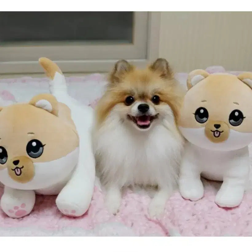 [BUNJANG] Haechu (K-Pop Group) "A Dog Like Me" Season 1 & 2 Merchandise Bundle / 구매)개를 낳았다 시즌1시즌2 명동이 인형 엽서 키링등등 관련된건 모든것