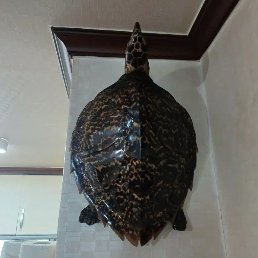 [BUNJANG] Turtle Shell Art / 거북이