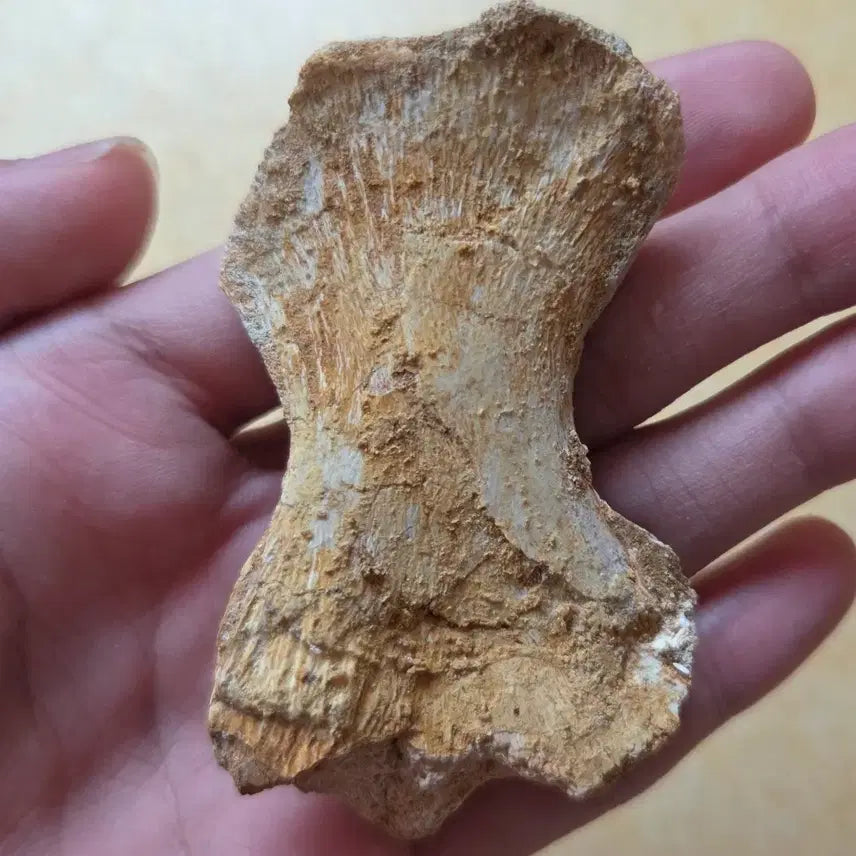 [BUNJANG] Authentic Mosasaurus Phalange Fossil / 모사사우루스 지골 화석 싸게 판매합니다!