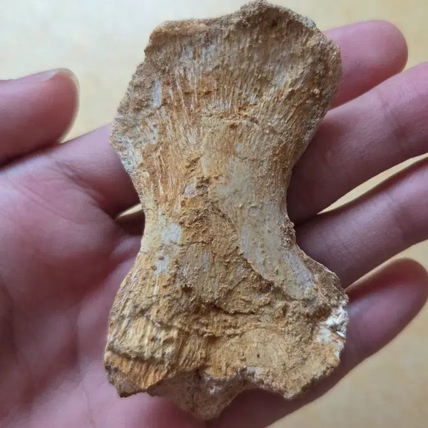 [BUNJANG] Authentic Mosasaurus Phalange Fossil / 모사사우루스 지골 화석 싸게 판매합니다!