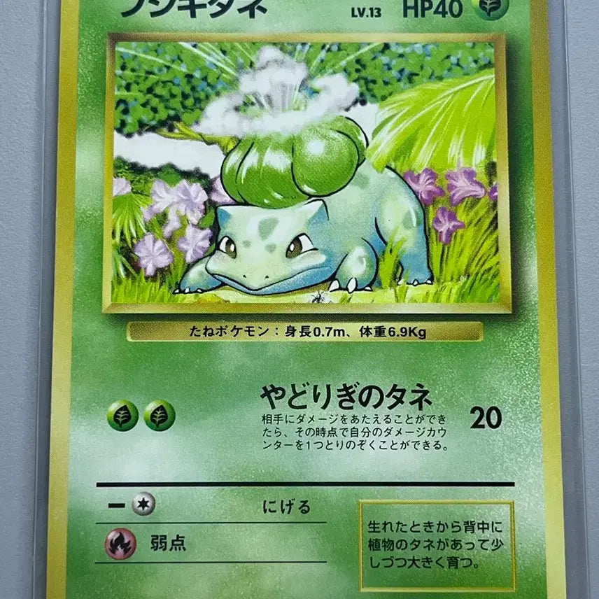 [BUNJANG] 1996 Japan 1st Edition Pokemon Bulbasaur & Ivysaur Bundle / 일본 초판 1996년 포켓몬카드 이상해씨,이상해풀 일괄