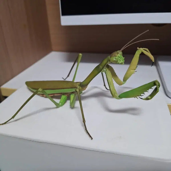[BUNJANG] Insect Encyclopedia Set: Praying Mantis & Grasshopper (4 Types) / (택포 14.5) 생물대도감 왕사마귀, 방아깨비 4종