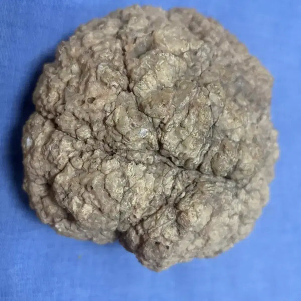 [BUNJANG] Libyan Internal Crystal Rattle Stone 1.2kg / 리비아산 내부 수정 딸랑이돌 1.2kg