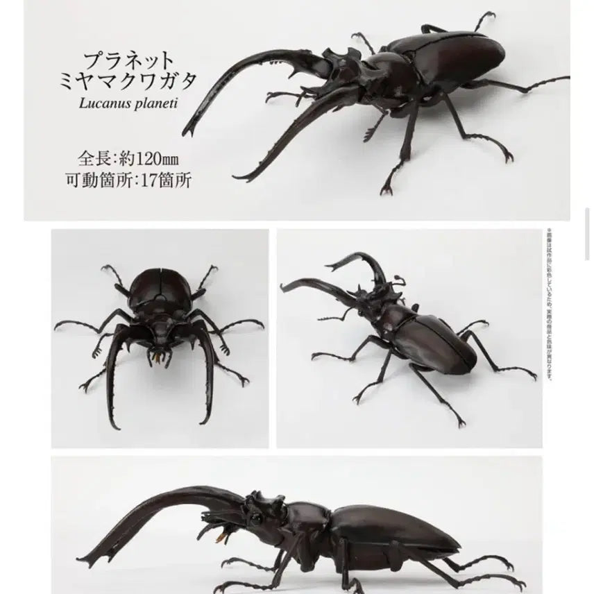 [BUNJANG] Bandai Great Living Creatures Encyclopedia: Stag Beetle / 반다이 대생물도감: 사슴벌레