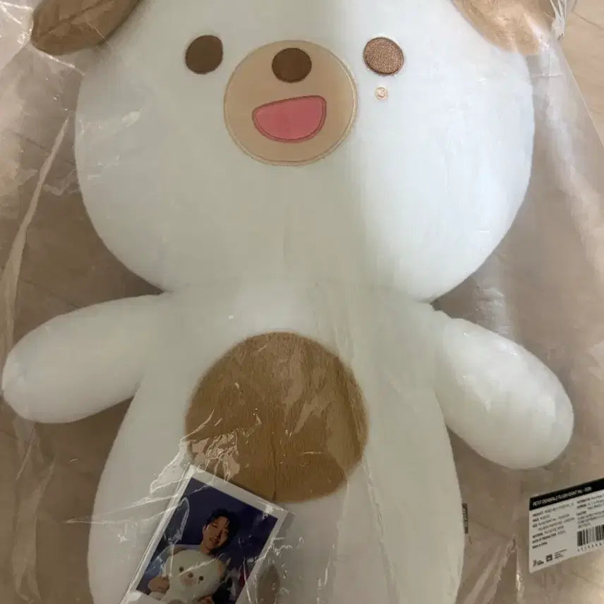 [BUNJANG] Day6 Dowoon Plush Doll Bundle Set with Polaroid / 데이식스 도운 자쁘멀 돈 폴라포함