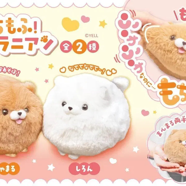 [BUNJANG] Mochi Mofu Pomeranian Plush / 모찌모후 포메라니안 봉제 인형