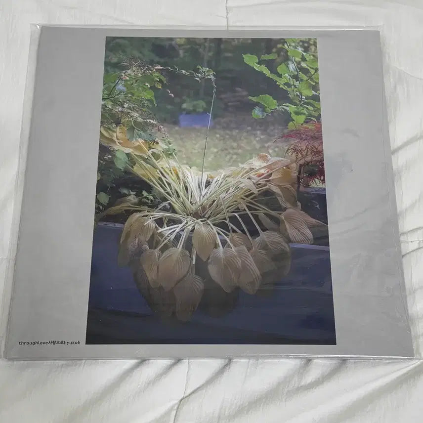 [BUNJANG] Hyukoh Love LP / 혁오 사랑으로 lp 판매