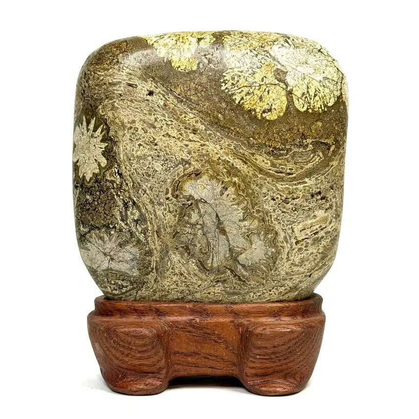 [BUNJANG] Cheongsong Flower Stone (Chrysanthemum) Scholar Stone / 청송 꽃돌 (황국화) 수석