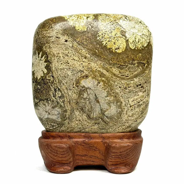 [BUNJANG] Cheongsong Flower Stone (Chrysanthemum) Scholar Stone / 청송 꽃돌 (황국화) 수석
