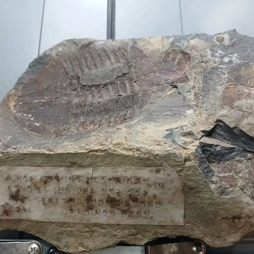 [BUNJANG] Trilobite Fossil from Bokso Mountain Range / 삼엽충 화석 복소산지 표기