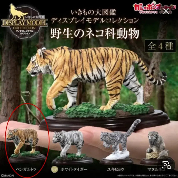 [BUNJANG] Bandai Wildlife Encyclopedia Felidae Bengal Tiger / 반다이 생물도감 고양이과 뱅골호랑이 팝니다!