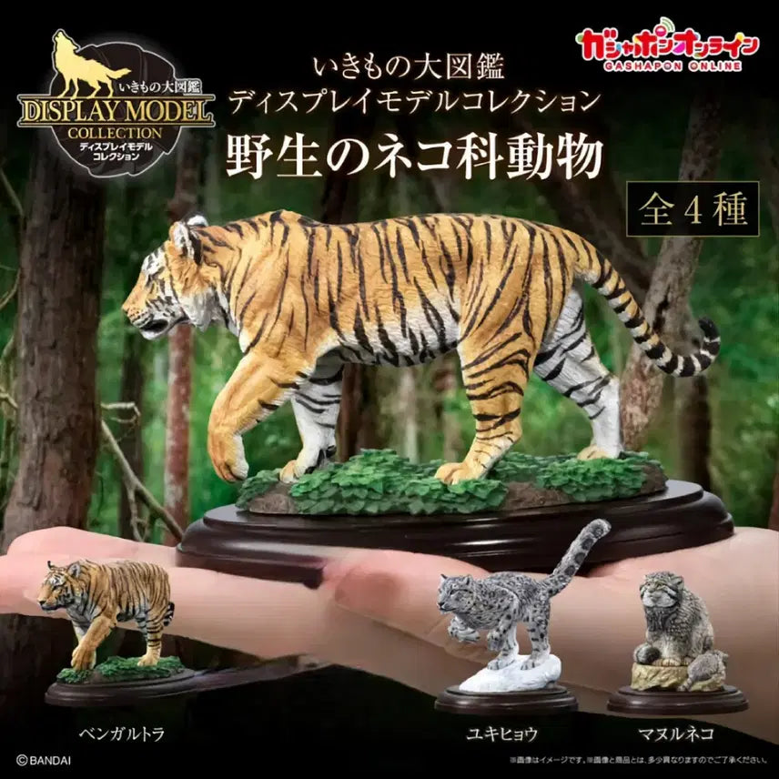 [BUNJANG] Bandai Gashapon Wild Felines Bengal Tiger Snow Leopard Marul 3-Set / 반다이 생물대도감 컬렉션 야생 고양잇과 동물 뱅갈호랑이 눈표범 마눌 3종