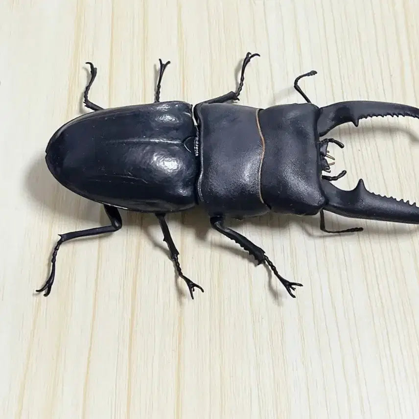 [BUNJANG] Bandai Stag Beetle Figure / 반다이 생물대도감 사슴벌레 피규어