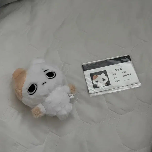 [BUNJANG] Enhypen Heeseung Evan Myomyohi Doll Full Set Photocard / 엔하이픈 희승 에반 묘묘히 인형 비공굿 굿즈 포카