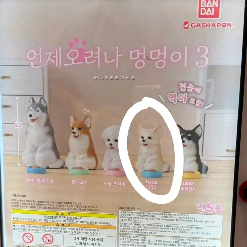 [BUNJANG] Bandai Gachapon When Will It Come? Puppy 3 Chihuahua (Cream) Figure / 반다이 가샤폰 언제오려나 멍멍이 3 치와와 (크림)