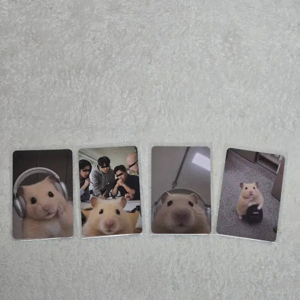 [BUNJANG] Jeongseo Buran Kim Hamzzi Photocard Set (4 Types) / 정서불안김햄찌 포토카드 4종 세트