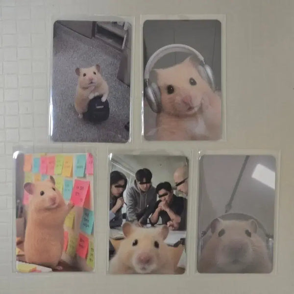 [BUNJANG] Kim Hamzzi Photocard 5-Set (Sealed) / 정서불안 김햄찌 포토카드 5종 세트(미개봉새상품)