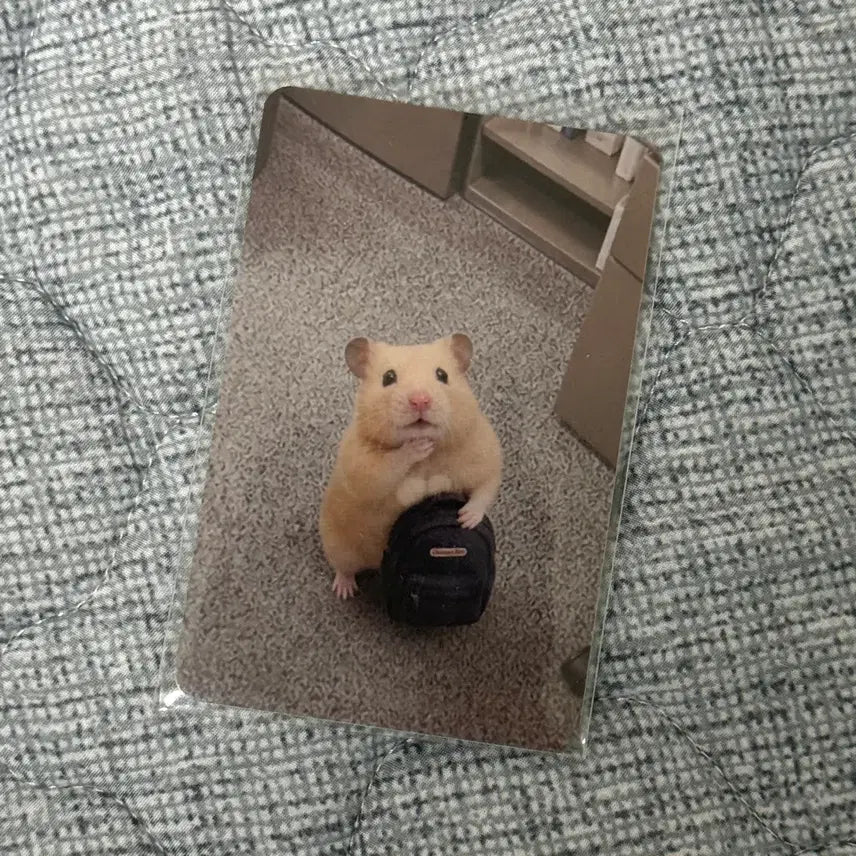 [BUNJANG] Kim Hamzzi Photocard / 정서불안 김햄찌 포토카드 1장 판매