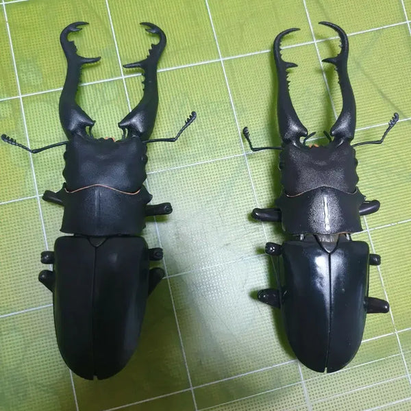 [BUNJANG] Seimbutsu Daizukan Advance Stag Beetle Vol. 1 Capsule Edition (Unsealed) / 생물대도감 어드밴스 사슴벌레 1탄 캡슐판 개봉