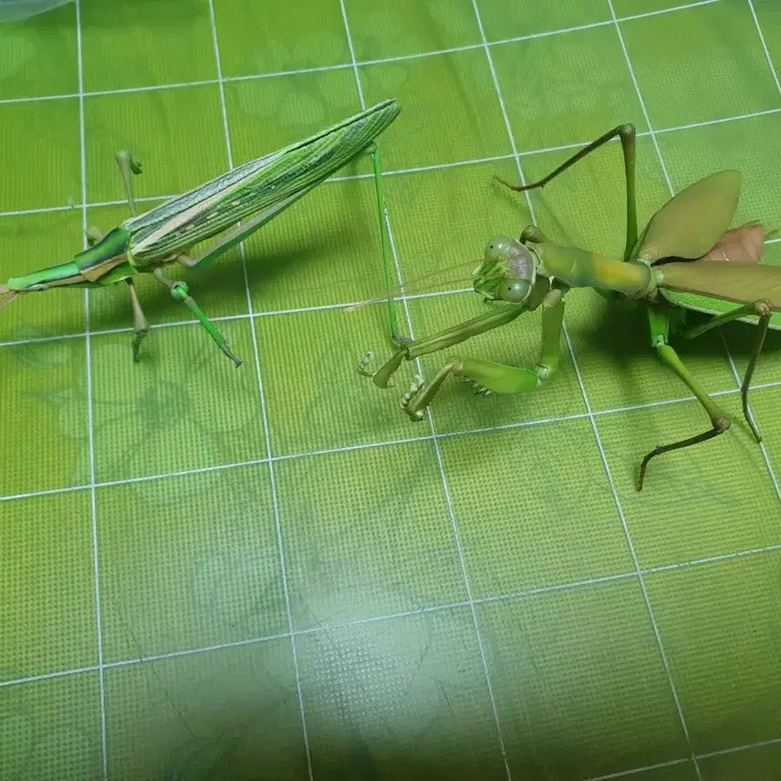 [BUNJANG] Bio Encyclopedia Advance Praying Mantis & Grasshopper Capsule Edition / 생물대도감 어드밴스 왕사마귀 방아깨비 캡슐판