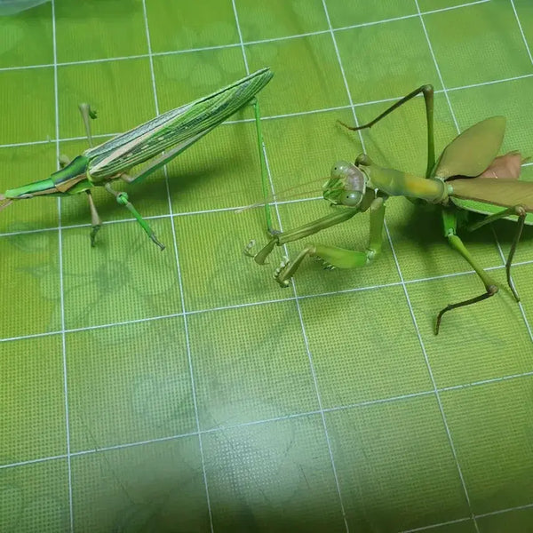 [BUNJANG] Bio Encyclopedia Advance Praying Mantis & Grasshopper Capsule Edition / 생물대도감 어드밴스 왕사마귀 방아깨비 캡슐판