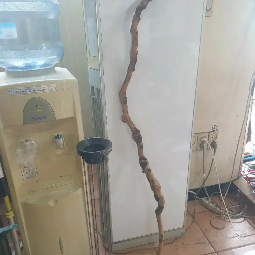 [BUNJANG] Persimmon Wood Walking Stick / 감태나무지팡이