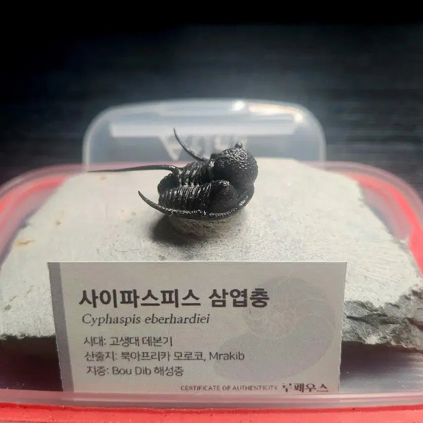 [BUNJANG] Saiphispice Trilobite Fossil / (급처) 사이파스피스 삼엽충