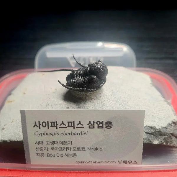 [BUNJANG] Saiphispice Trilobite Fossil / (급처) 사이파스피스 삼엽충