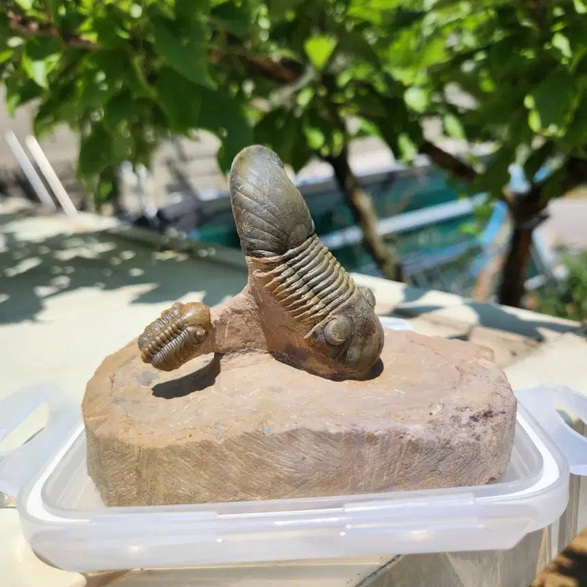 [BUNJANG] Paralejurus & Reedops Trilobite Fossils / (급처)[S급] 리돕스 & 파라레주루스 삼엽충 화석