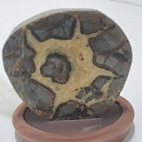 [BUNJANG] Septarian Nodule Dragon Stone / 수석- 귀갑석