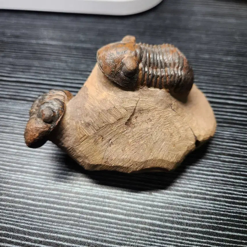 [BUNJANG] Reedops cephalotes hamlagdadianus & Paralejurus spatuliforumi Trilobite Fossil / (급처)리돕스 삼엽충 & 파라레주루스 삼엽충