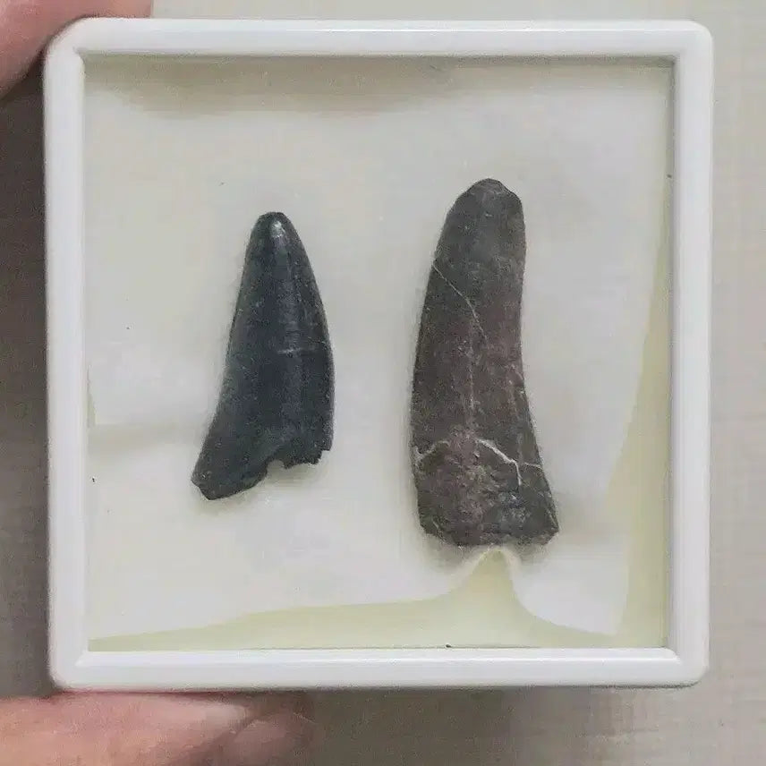[BUNJANG] Suchomimus Tooth Fossil & Alligator Tooth Fossil (Lot of 2) / 수코미무스 엘리게이터 이빨화석