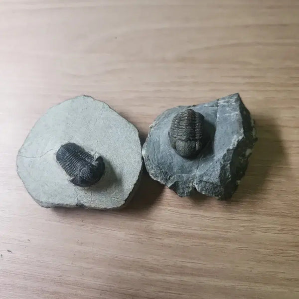 [BUNJANG] Gerastos Trilobite Fossil (2 Specimens) / (급처)게라스토스 삼엽충 화석 2점