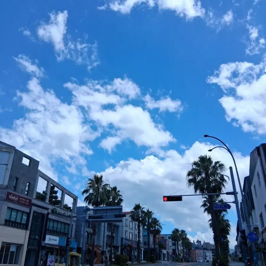 [BUNJANG] Jeju Island Street Scenery Photographs / 제주도 사진 여러장 맑은 하늘과 구름, 야자수, 거리 풍경