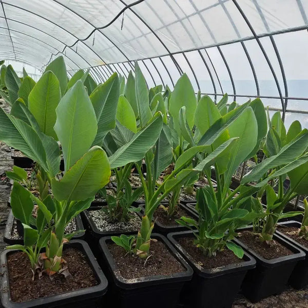 [BUNJANG] Golden Lotus Banana Large Pot / 황금연꽃바나나