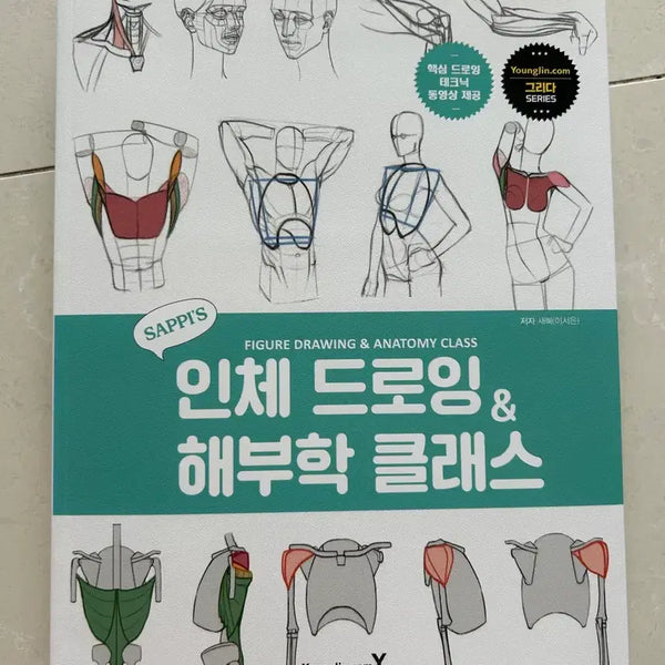 [BUNJANG] Saebbi's Human Anatomy Drawing Class: Drawing Book & Techniques / 새삐의 인체 드로잉 & 해부학 클래스 드로잉 책 작법서