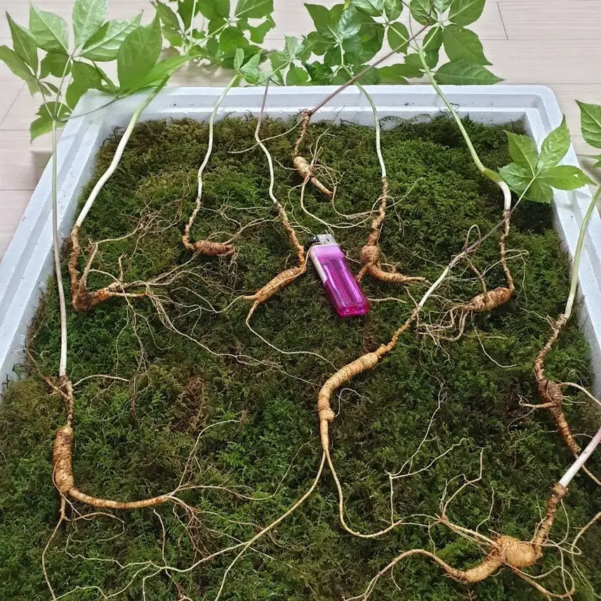[BUNJANG] Wild Mountain Ginseng (10 Roots, Over 20 Years Old) / 한방 건강식품 자연산 야생산삼 건강을선물합니다 부모님에게선물해보세요 선물