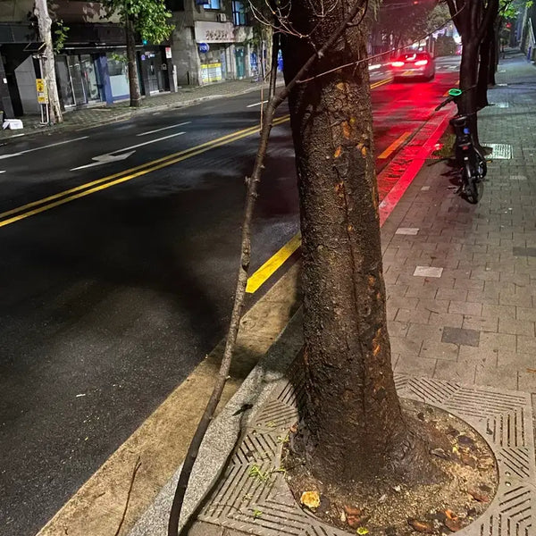 [BUNJANG] Nature's Staff / 자연의 지팡이