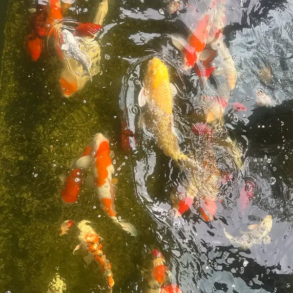[BUNJANG] Koi Fish and White Cloud Mountain Minnow / 비단잉어 와 구슬사바 판매해요~ ( 여러가지 색상과모양이 있어요)