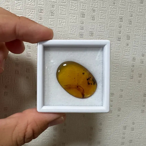 [BUNJANG] Burmese Baltic Amber Fossil / 미얀마 발틱 호박 화석 판매합니다.